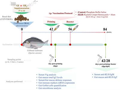 Vaccination of Gilthead Seabream After Continuous Xenoestrogen Oral Exposure Enhances the Gut Endobolome and Immune Status via GPER1